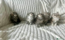 Ragcoon cats for sale: Gorgeous Mainecoon x Ragdoll kittens  - Image 4