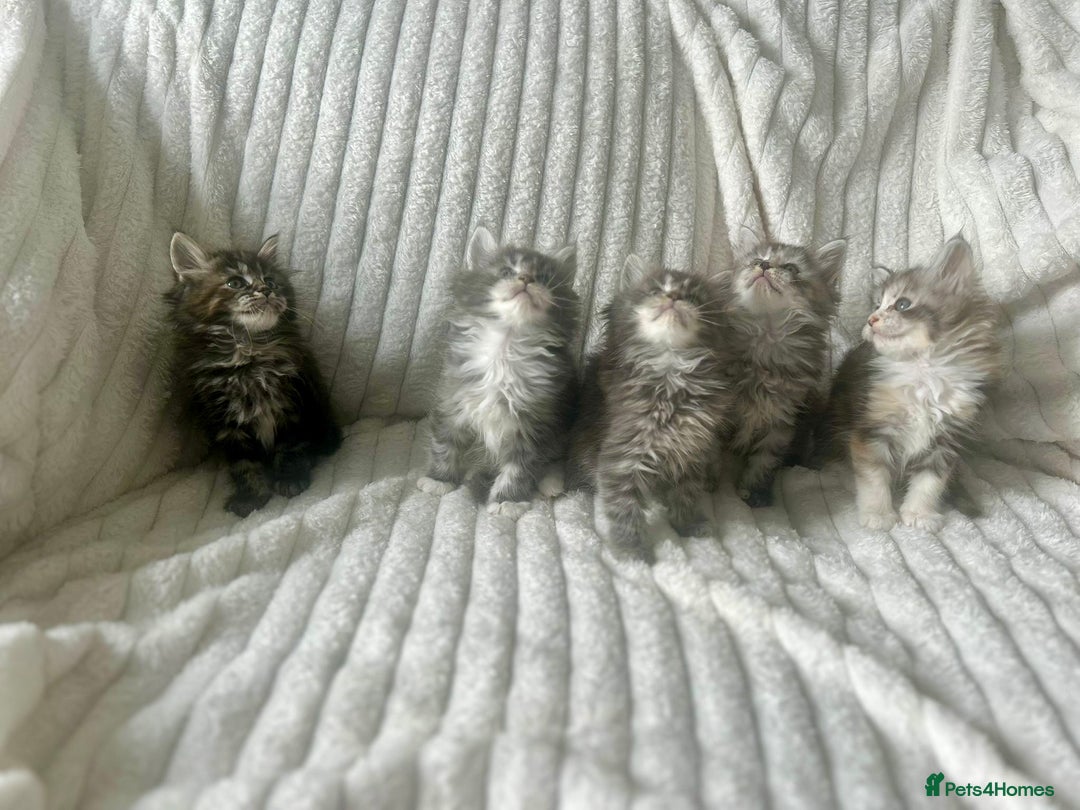 Ragcoon cats for sale: Gorgeous Mainecoon x Ragdoll kittens  - Image 4