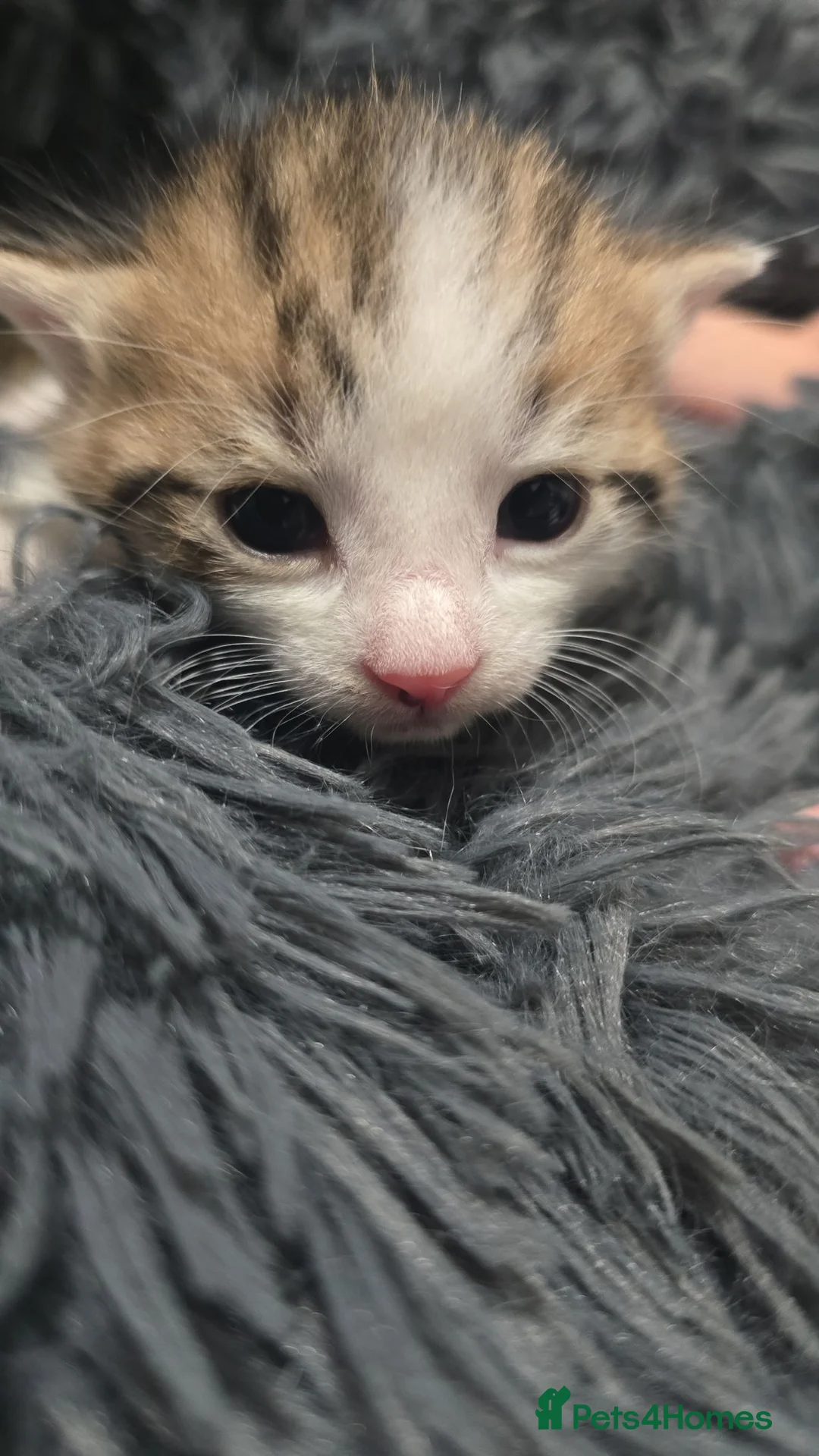 Mixed Breed cats for sale: 4 kittens  - Advert 8