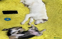 Mixed Breed dogs for adoption: 💖🐶 ATHENA 🐶💖 - Image 12