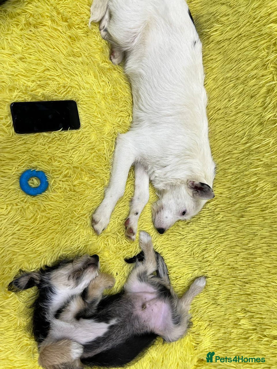 Mixed Breed dogs for adoption: 💖🐶 ATHENA 🐶💖 - Image 12