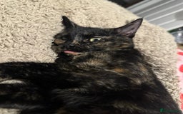 Mixed Breed cats for sale: 2 gorgeous girls tabby and tortoise shell - Image 1