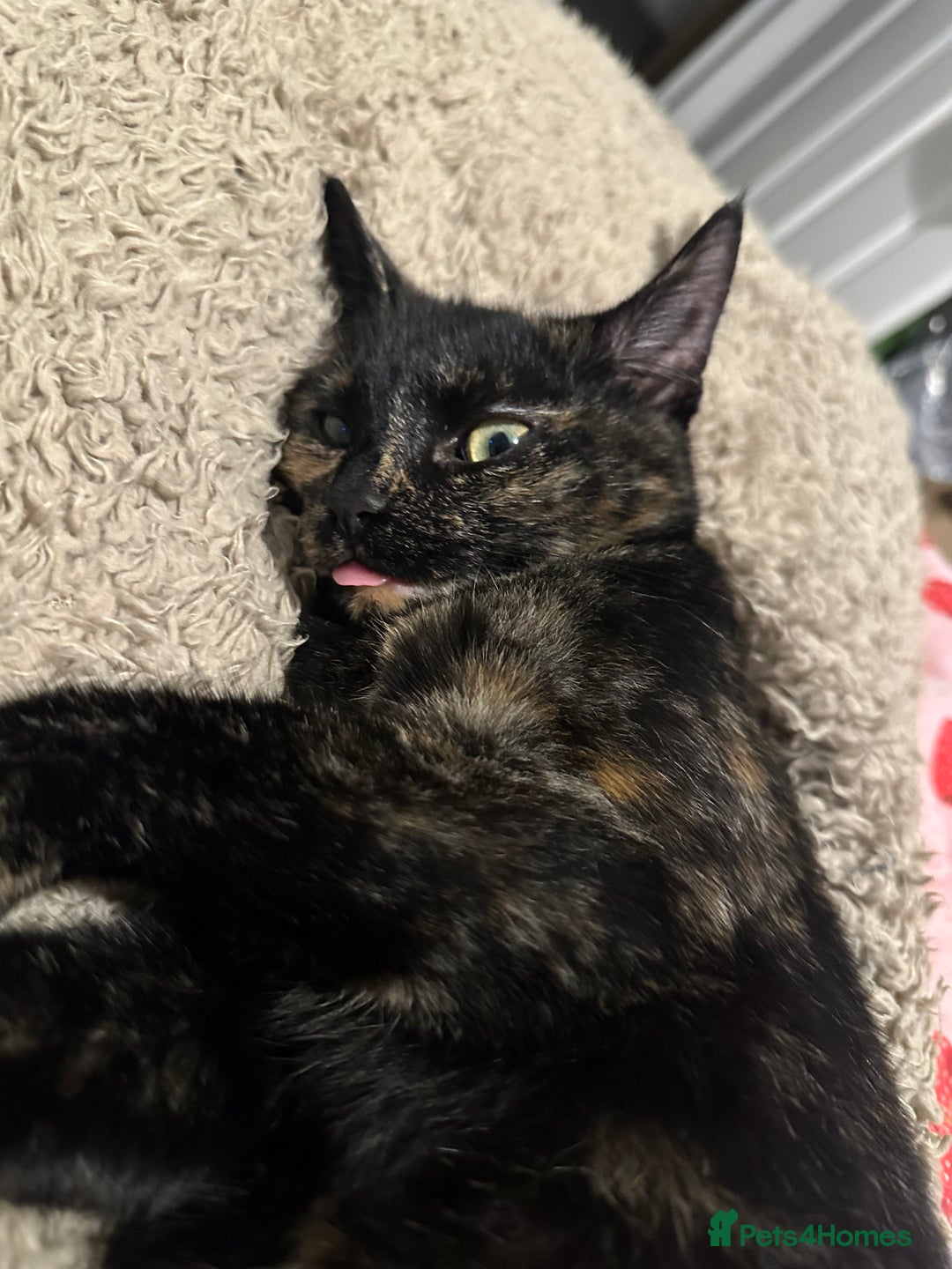 Mixed Breed cats for sale: 2 gorgeous girls tabby and tortoise shell - Image 1