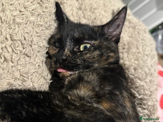 Mixed Breed cats - Advert 33