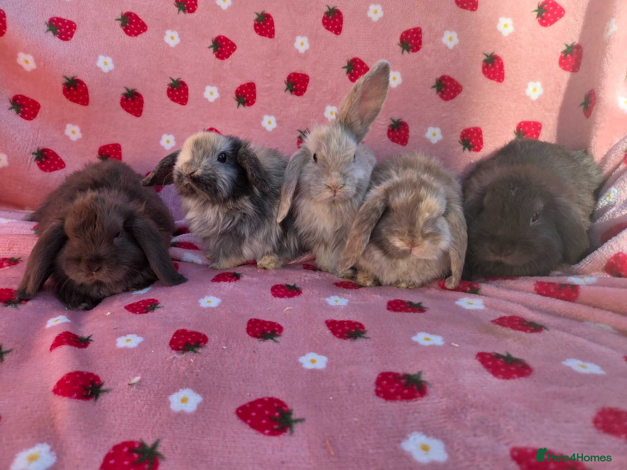 Mini Lop rabbits Very tame  Mini lop 8 weeks old - Advert 2