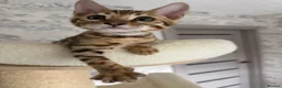 Bengal cats for sale: 🐆 Adorable pedigree bengal kitten 🐆 - Advert 2
