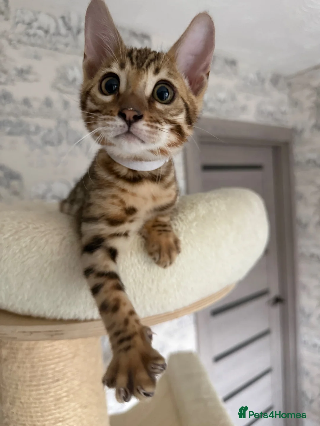 Bengal cats for sale: 🐆 Adorable pedigree bengal kitten 🐆 - Advert 2