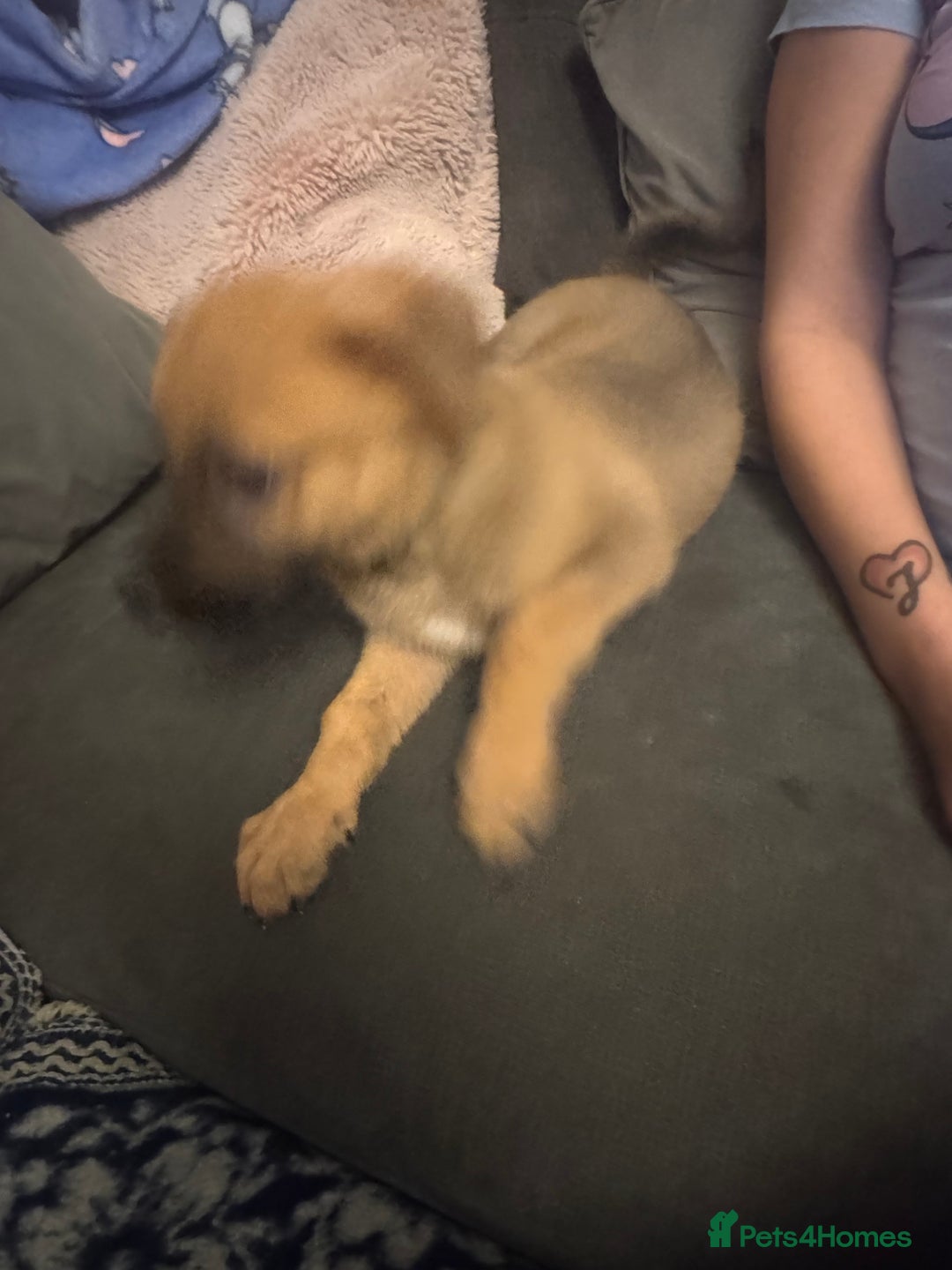 Mixed Breed dogs for sale: German Sheperd cross Lurcher Puppies - Image 13