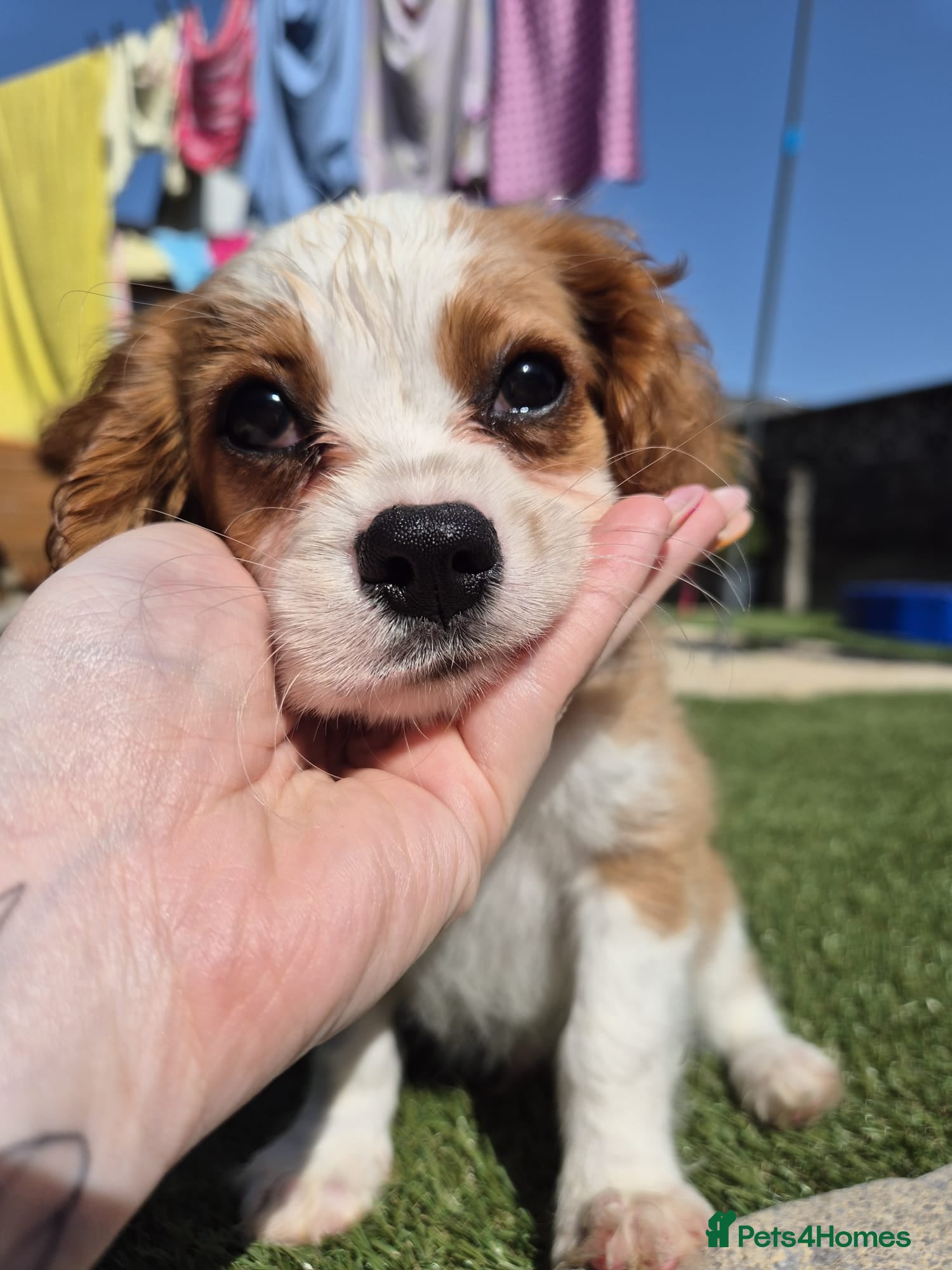 Cavalier King Charles Spaniel dogs Absolutely beautiful King Charles Cavalier puppies - Advert 2