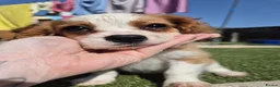 Cavalier King Charles Spaniel dogs for sale: Absolutely beautiful King Charles Cavalier puppies - Advert 6