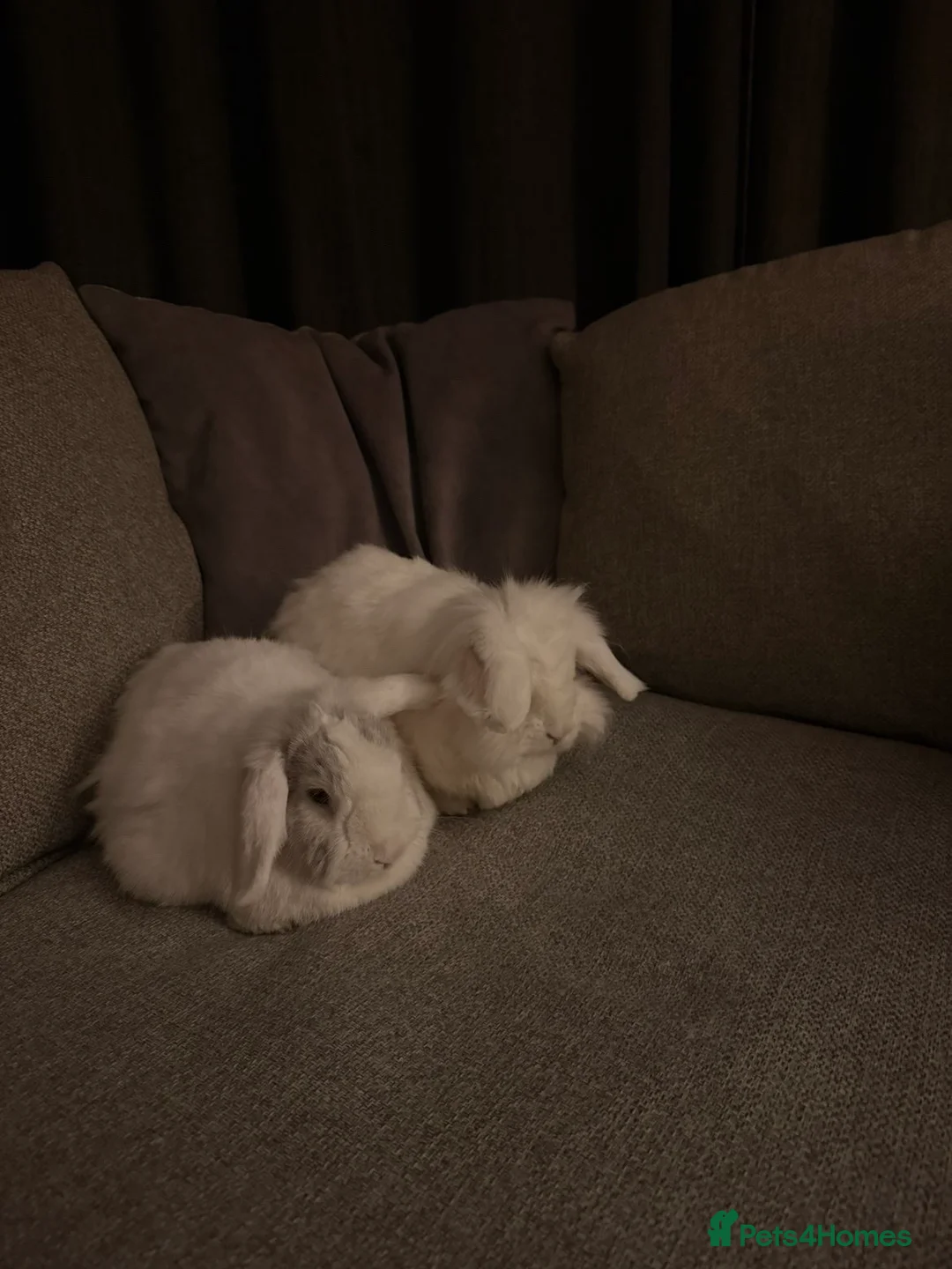 English Lop rabbits for sale: 2 brother rabbits - Advert 2