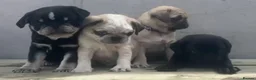Pug dogs for sale: Kc registered pug puppies for sale - Advert 8