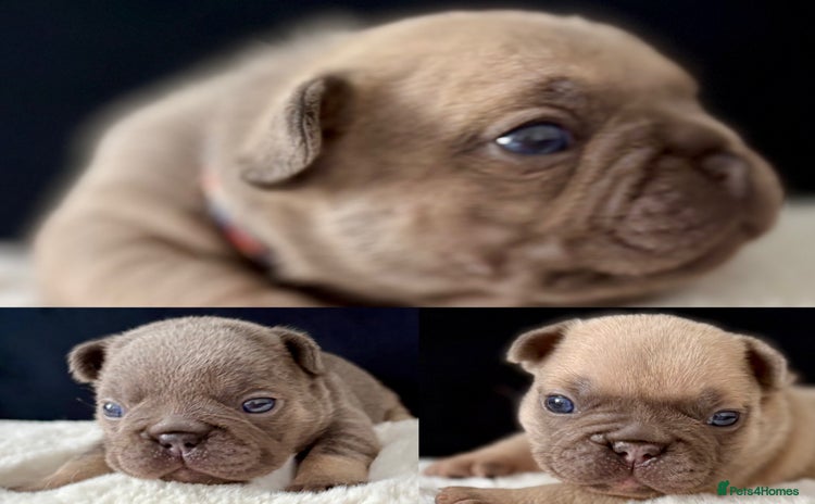 French Bulldog dogs - Advert 16