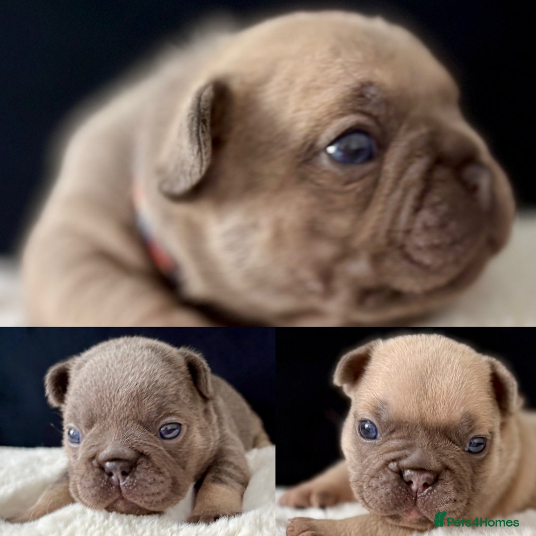 French Bulldog dogs for sale: QUALITY HOME BRED FRENCH BULLDOG PUPPIES - Image 1
