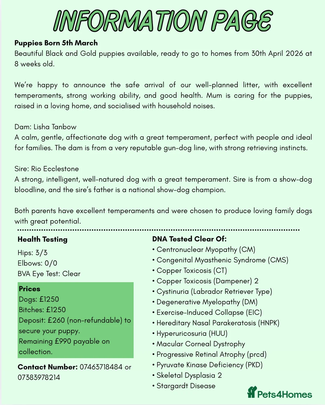 Labrador Retriever dogs for sale: KC Registered Black & Gold Labrador Puppies ⭐️ in Swansea - Advert 6