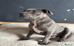 Staffordshire Bull Terrier dogs for sale: Blue Staffordshire bull terrier  - Image 1