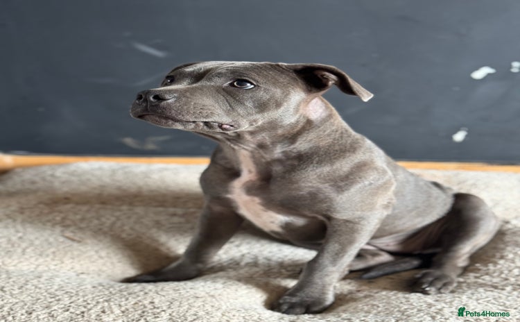 Staffordshire Bull Terrier dogs - Advert 1