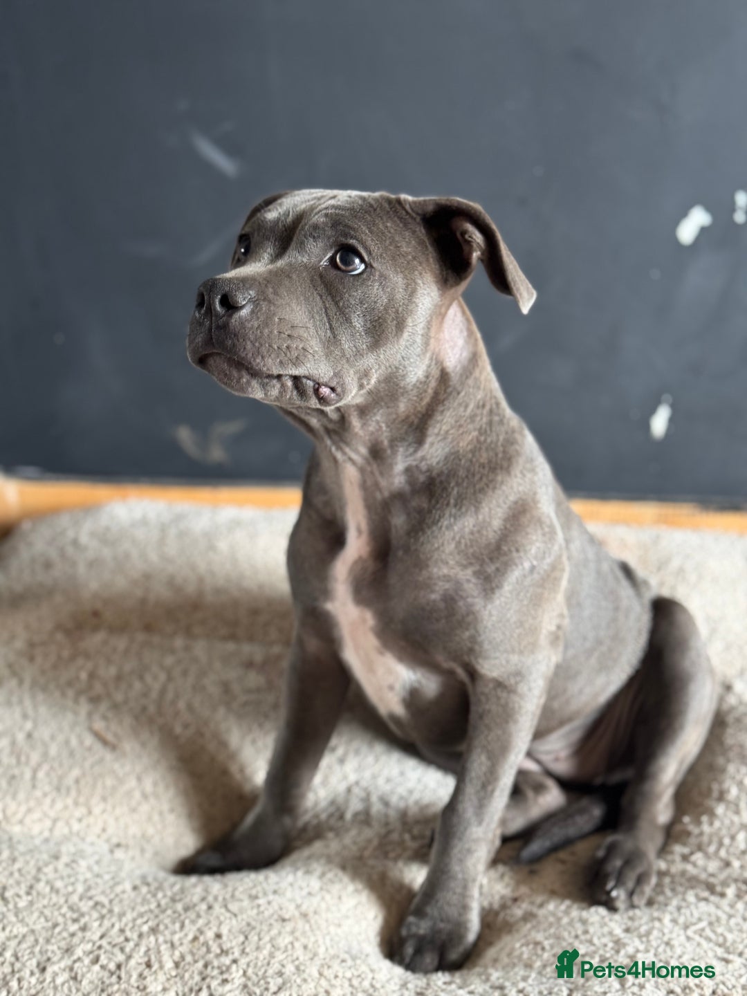 Staffordshire Bull Terrier dogs for sale: Blue Staffordshire bull terrier  - Image 1