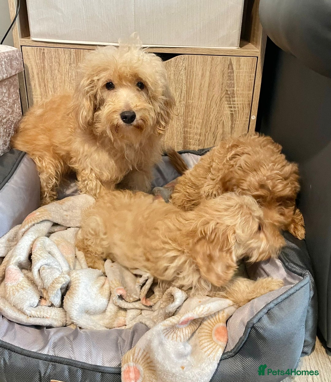 Cockapoo dogs for sale: Cockapoo Girls Ready Now - Image 7