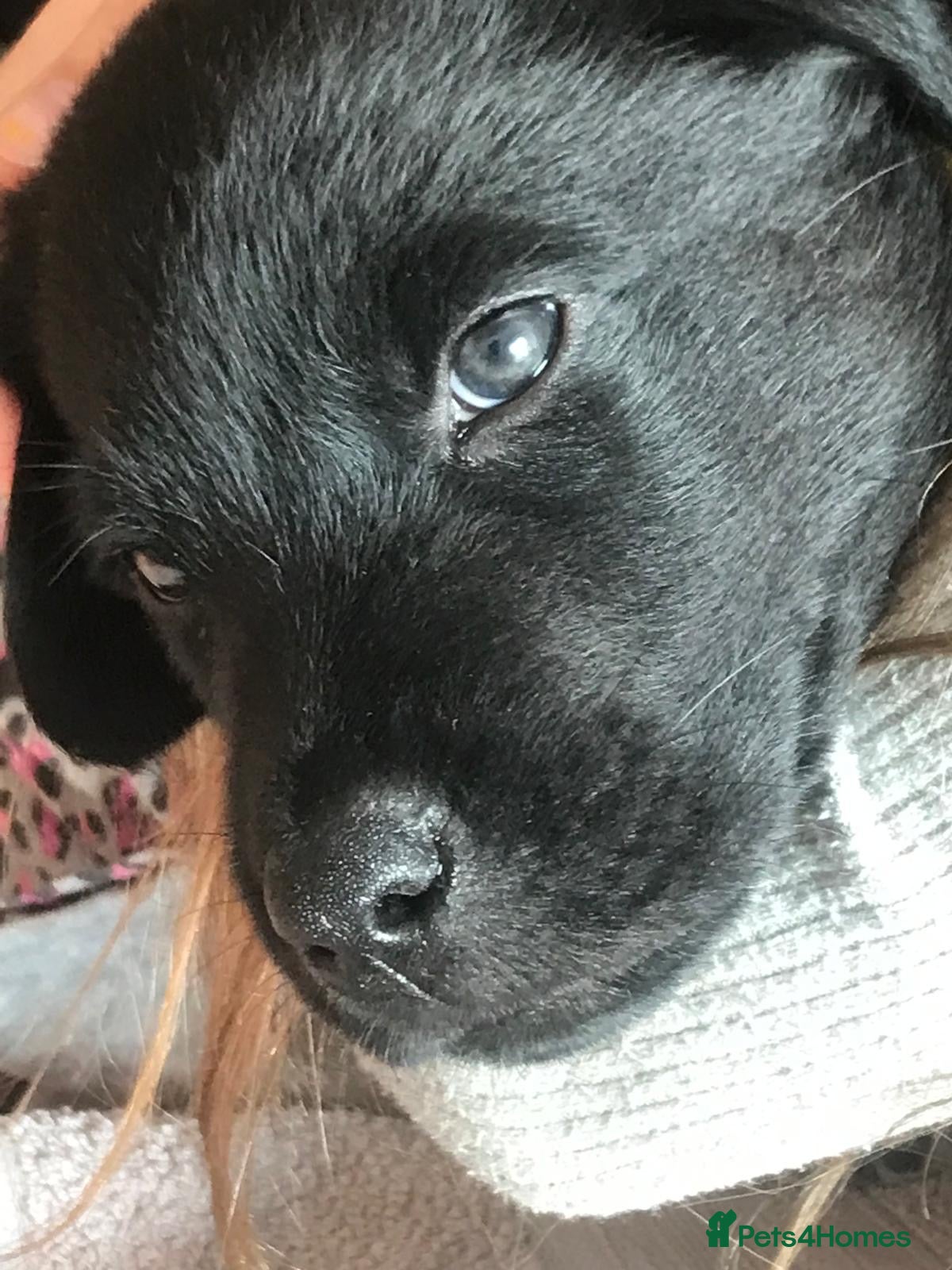 Mixed Breed dogs Gorgeous Rottweiler/Labrador pups - Advert 13