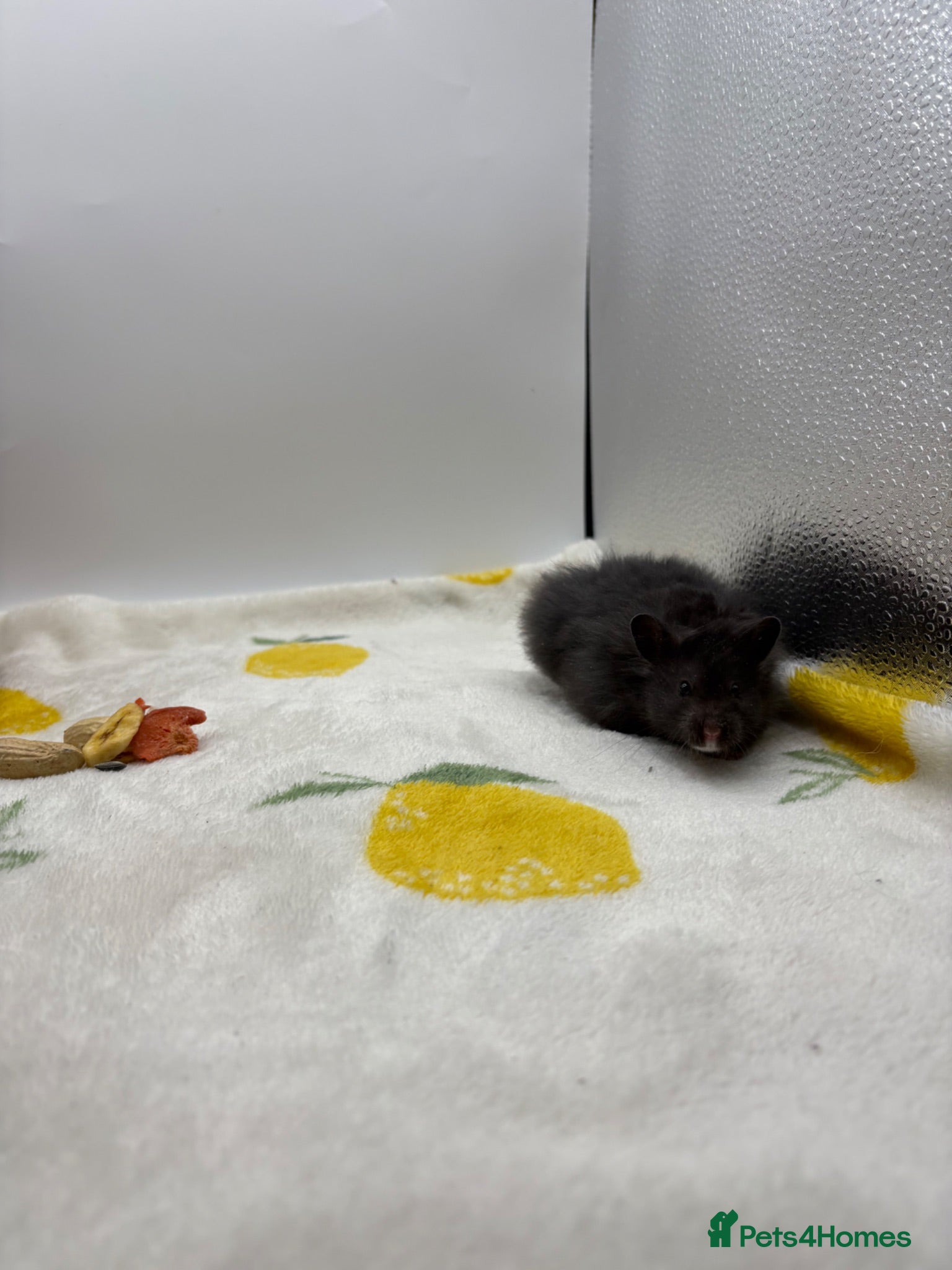 Hamster rodents Pedigree Syrian hamster pups  - Advert 2