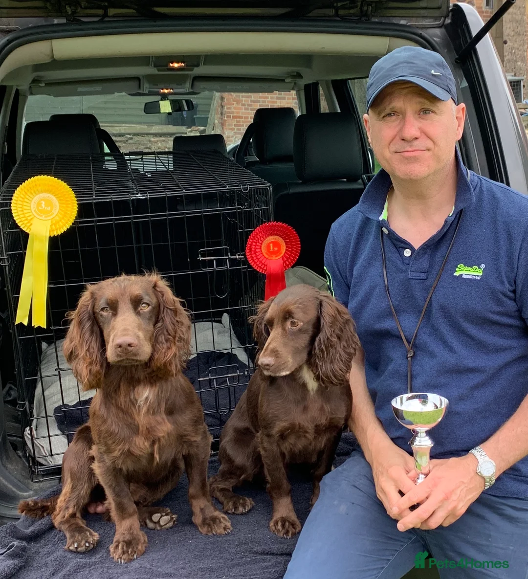 Cocker Spaniel dogs for stud: Working Cocker Spaniel for Stud in Windsor - Advert 4