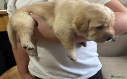 Labrador Retriever dogs for sale: STUNNING HEALTH TESTED LABRADORS - Image 12