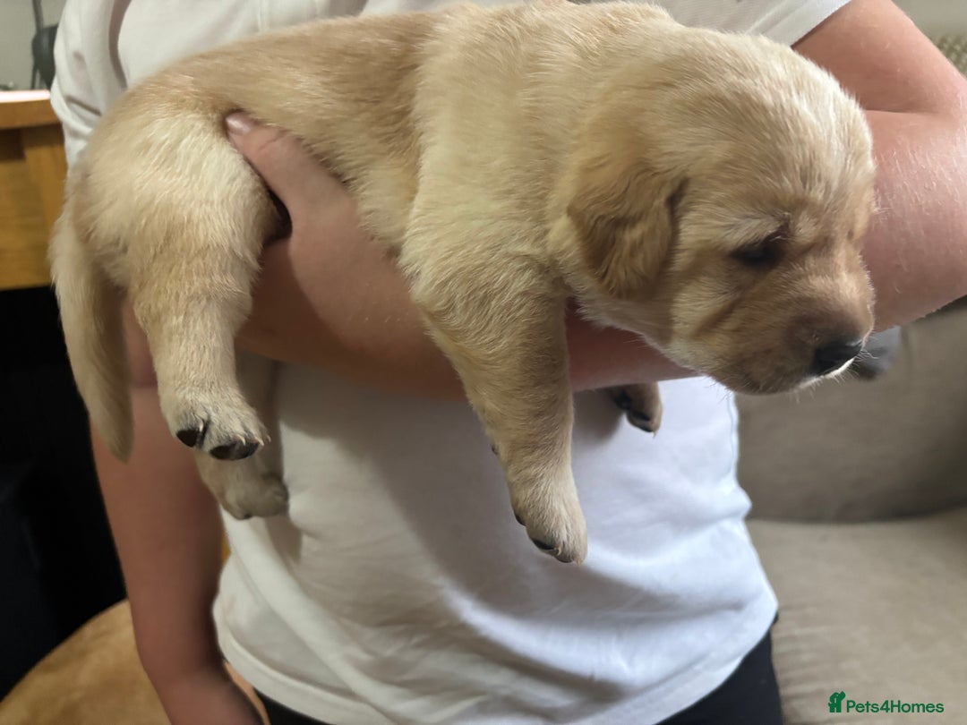 Labrador Retriever dogs for sale: STUNNING HEALTH TESTED LABRADORS - Image 12