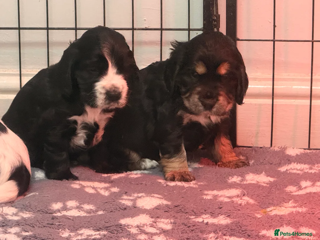 Cocker Spaniel dogs for sale: Show Cocker Spaniels for sale  - Advert 5