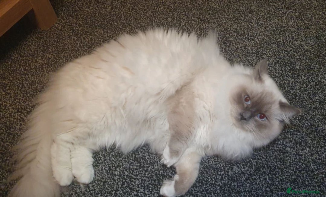 Siberian cats for sale: Neva Masquerade × Ragdoll Kittens – Hypoallergenic - Advert 5