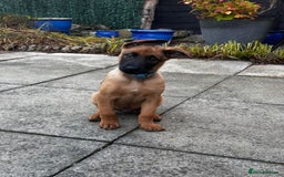 Belgian Shepherd Dog dogs for sale: belgian malinois Pup ready to go - Image 1