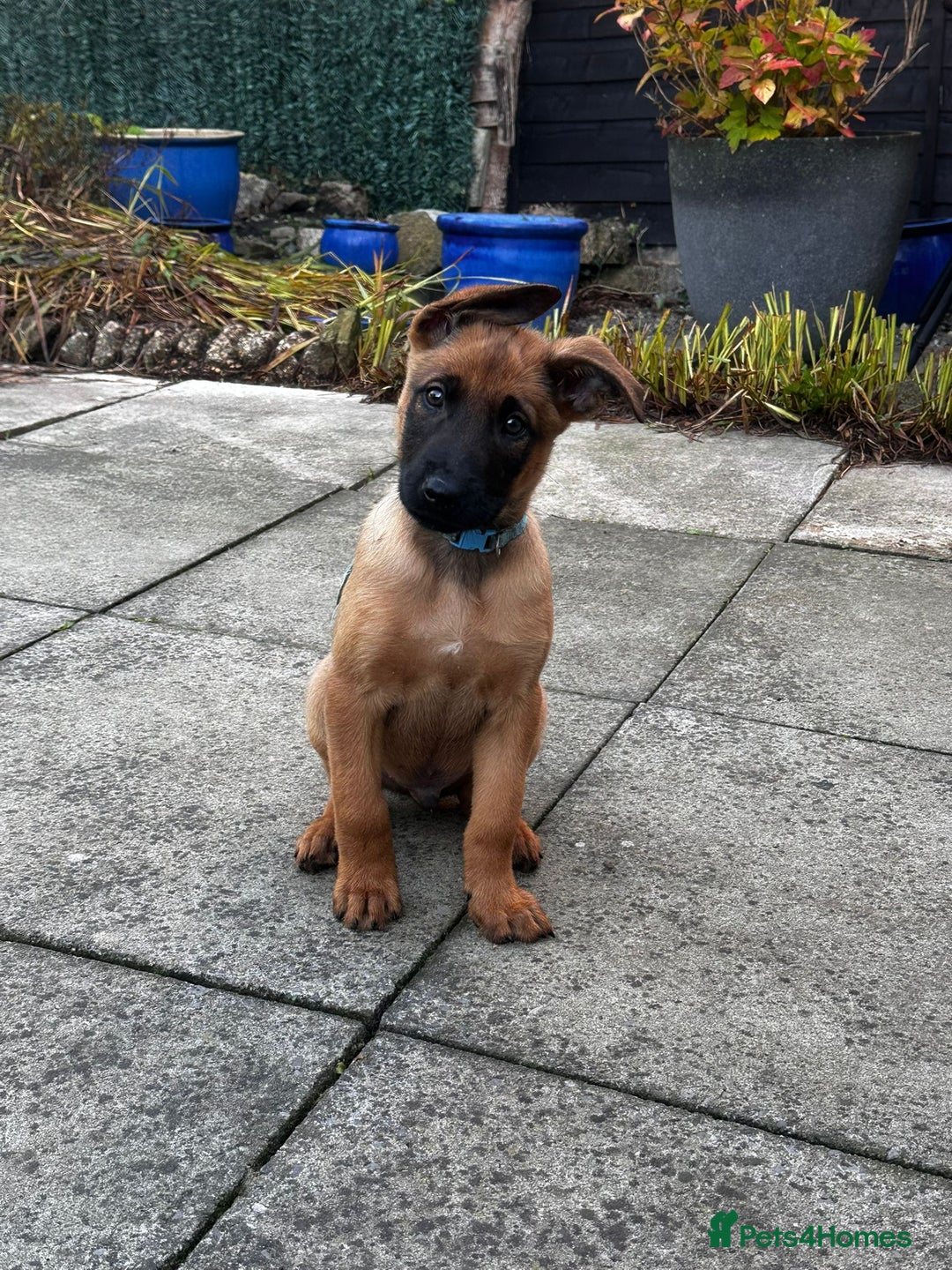 Belgian Shepherd Dog dogs for sale: belgian malinois Pup ready to go - Image 1