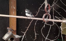 Finches birds for sale: Mixed aviary for sale.  - Image 7