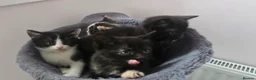 Mixed Breed cats for sale: Lovely 3 kittens 😸 2girls 1boy  - Advert 5