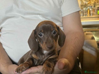 Miniature Dachshund dogs - Advert 14