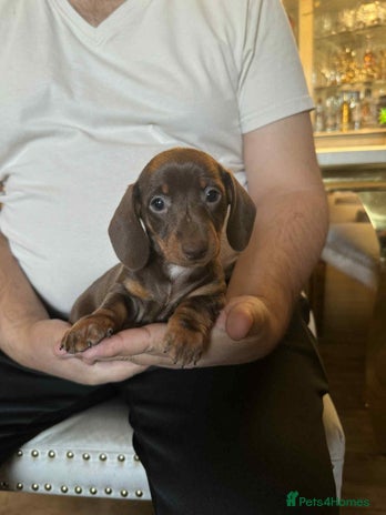 Miniature Dachshund dogs - Advert 5