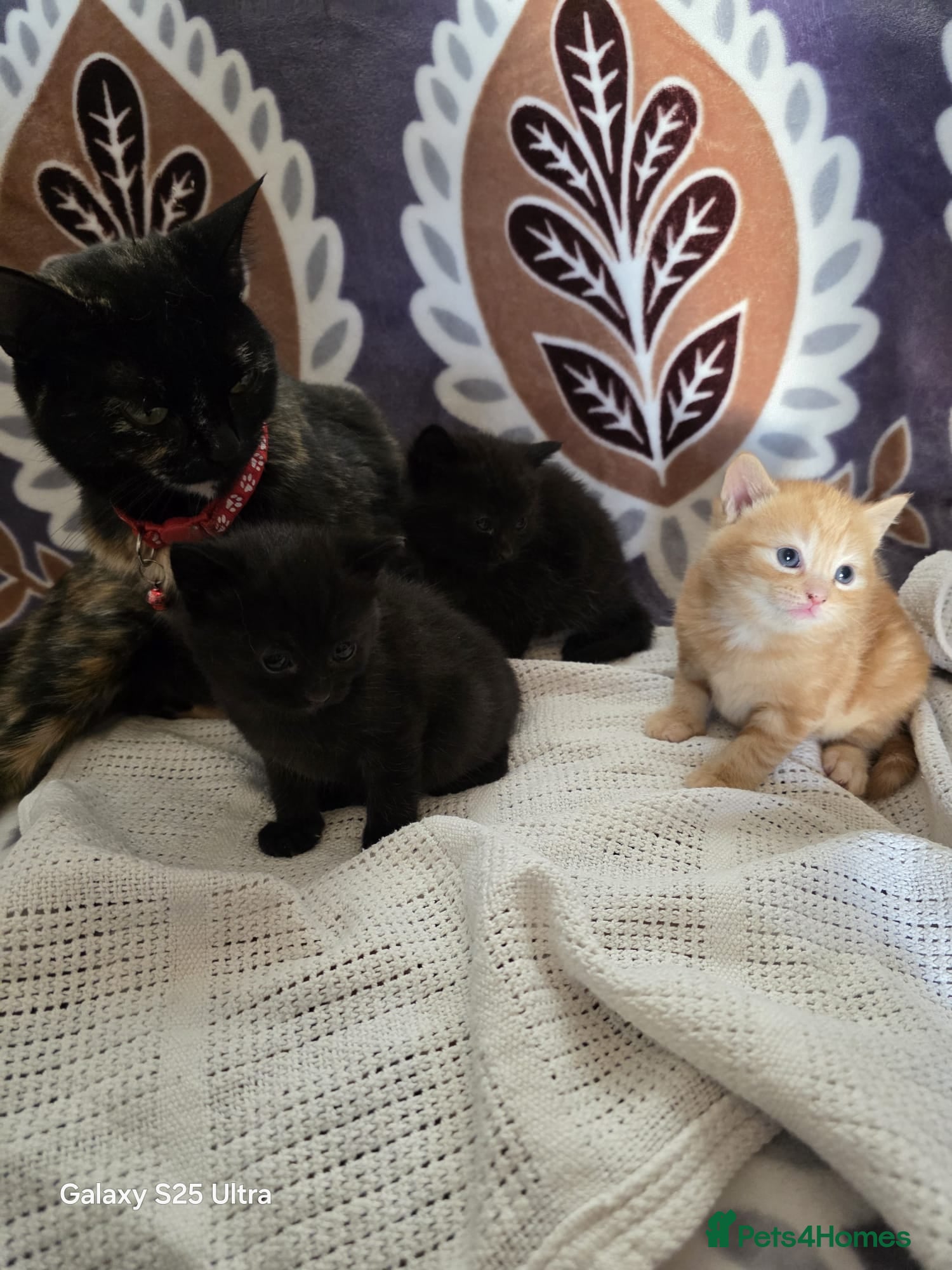 British Shorthair cats adorable kittens  - Advert 1