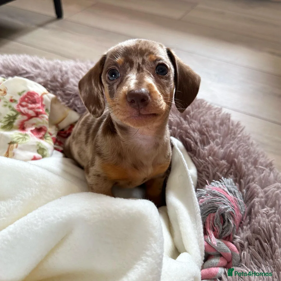 Miniature Dachshund dogs for sale: Beautiful Miniature Dachshund puppy Bella - Advert 7