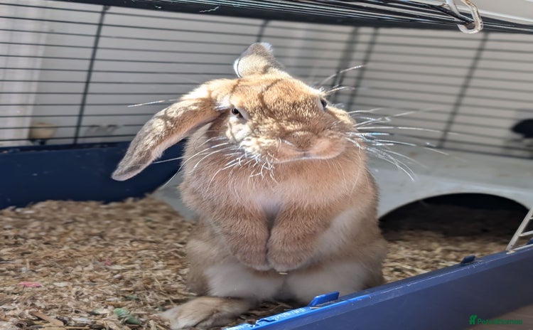 Mini Lop rabbits - Advert 6