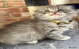 Scottish Fold cats for sale: Stunningly beautiful Scottish Fold x Ragdoll  - Image 27