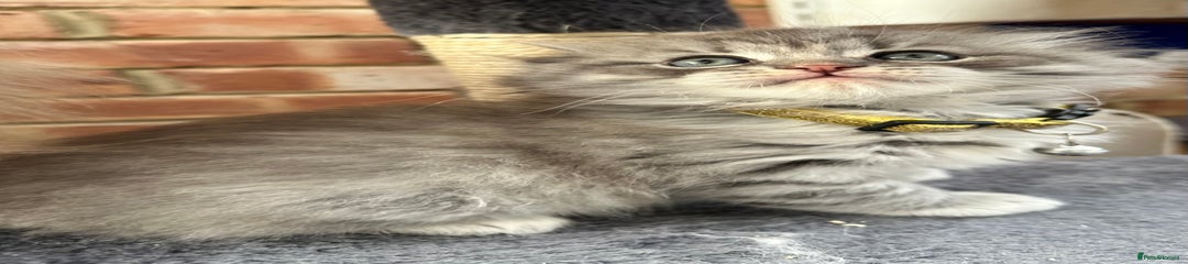 Silver Boy Available 