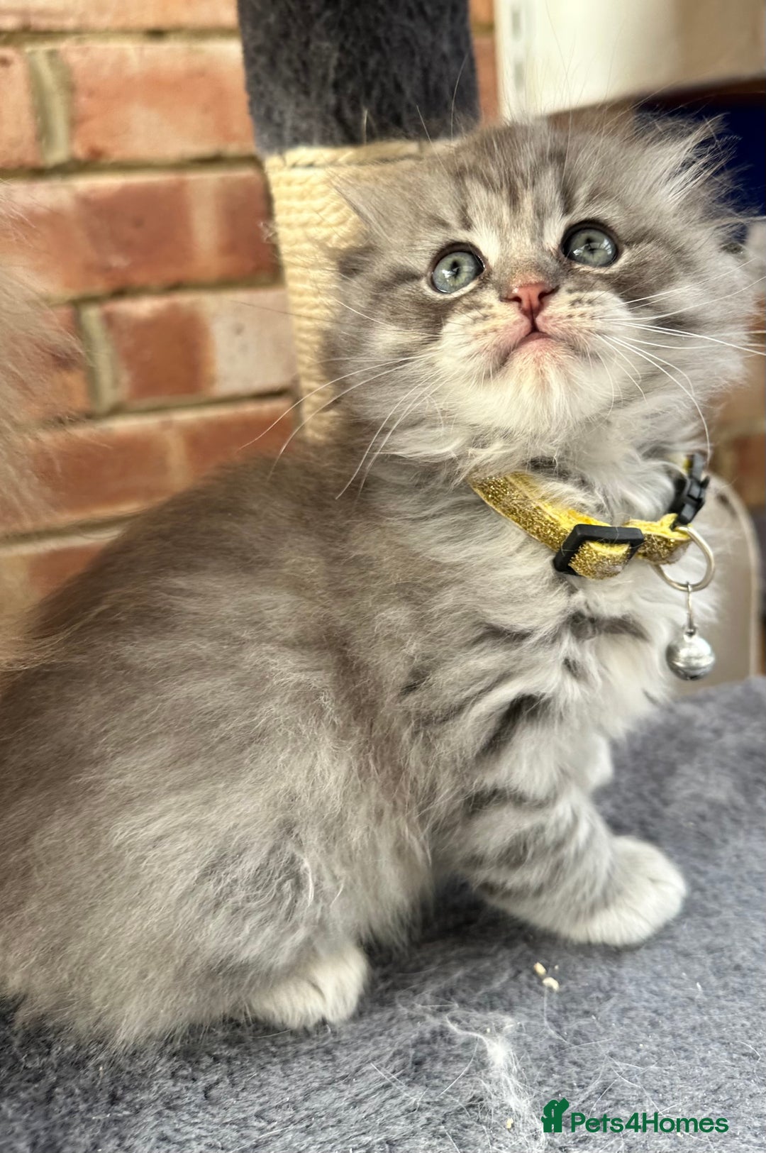 Scottish Fold cats for sale: Stunningly beautiful Scottish Fold x Ragdoll  - Image 27