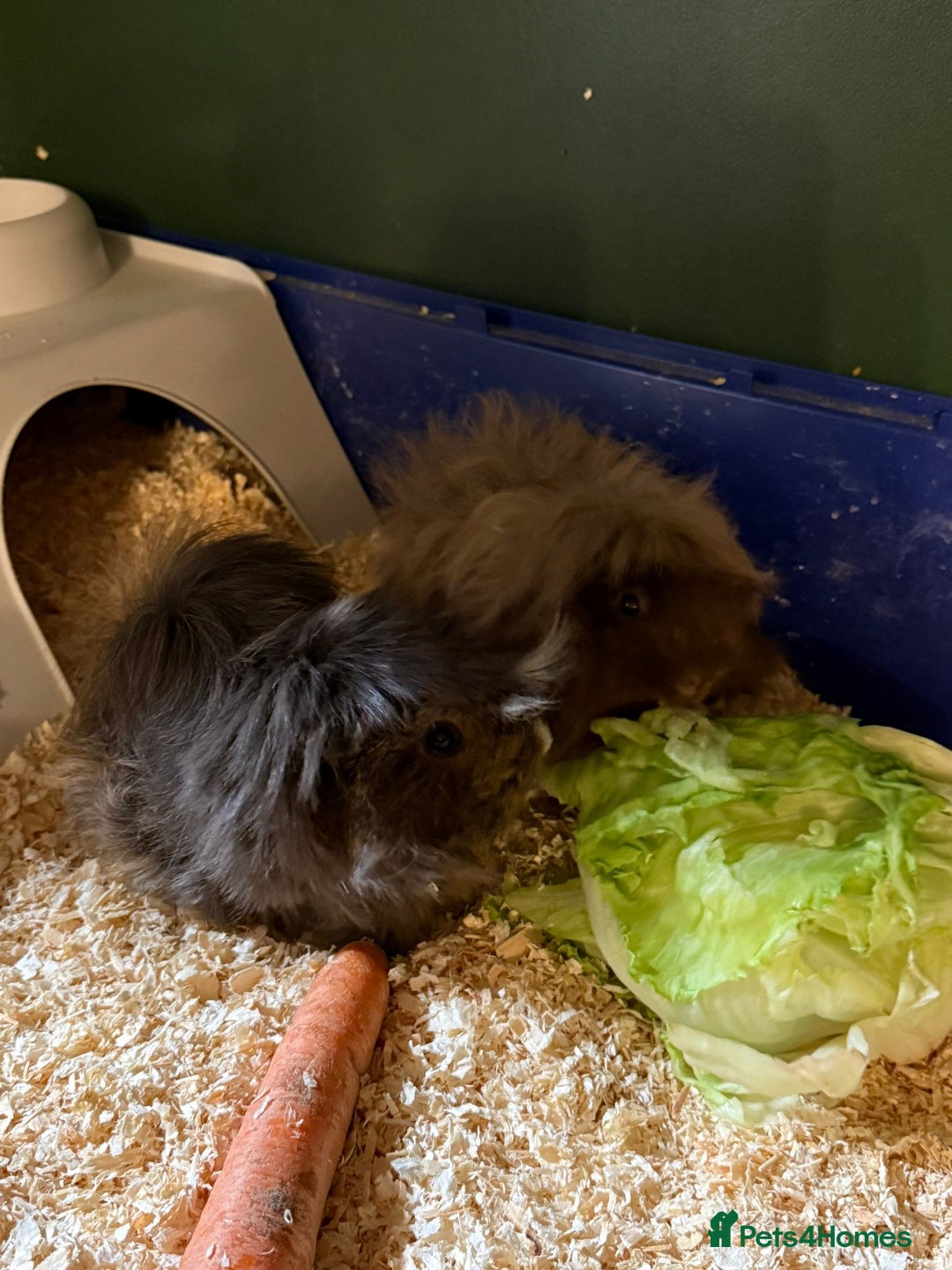 Guinea Pig rodents for sale: 2 long haired guinea pigs for sale - Advert 1