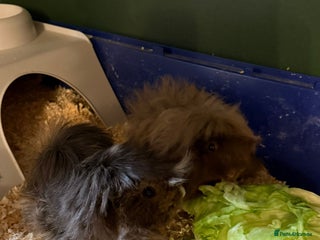 Guinea Pig rodents 2 long haired guinea pigs for sale - Advert 1