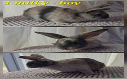 Mixed Breed rabbits for sale: Super cute rex x lop bunnies - Image 2