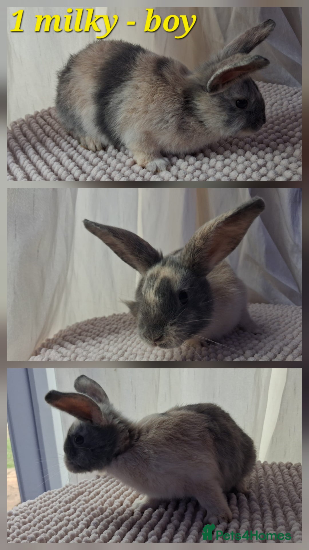 Mixed Breed rabbits for sale: Super cute rex x lop bunnies - Image 2