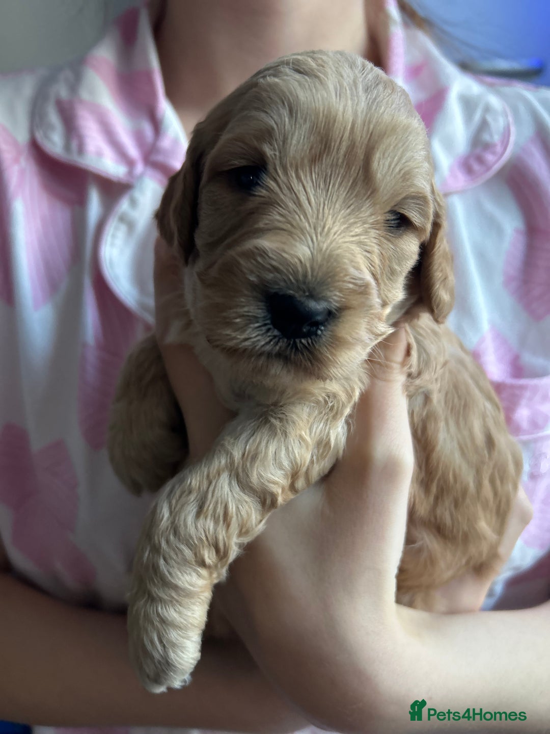 Cockapoo dogs for sale: Cockapoos x 5 2 girls 3 boys f1 - Image 18