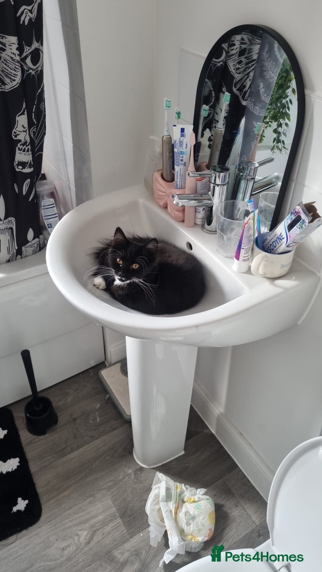 Mixed Breed cats 5 month old cat  - Advert 2