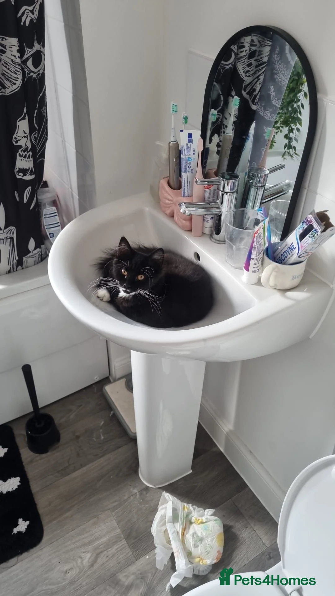 Mixed Breed cats for sale: 5 month old cat  - Advert 1