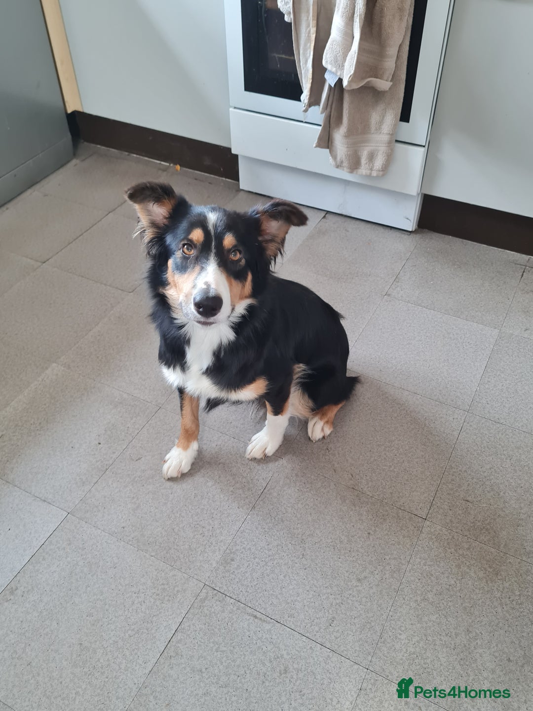 Border Collie dogs for sale: 18 mth old girl - Image 2